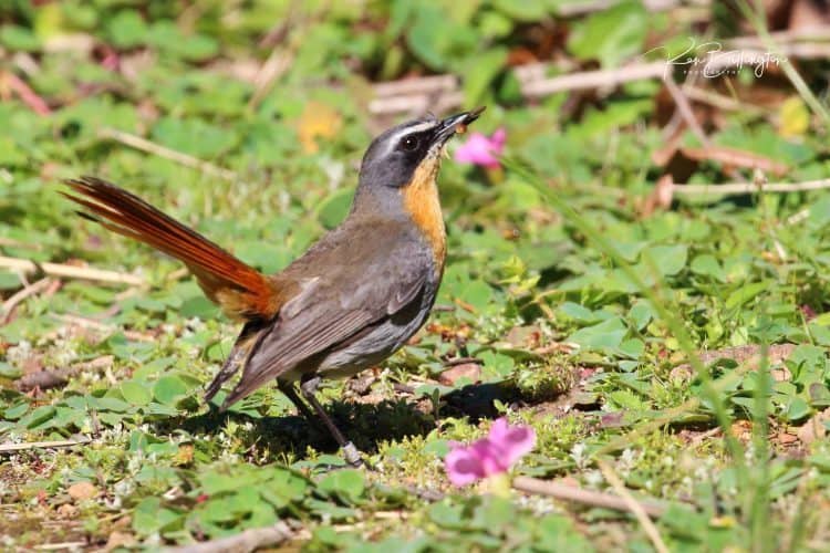 Cape Robin-chat (Cossypha Caffra)