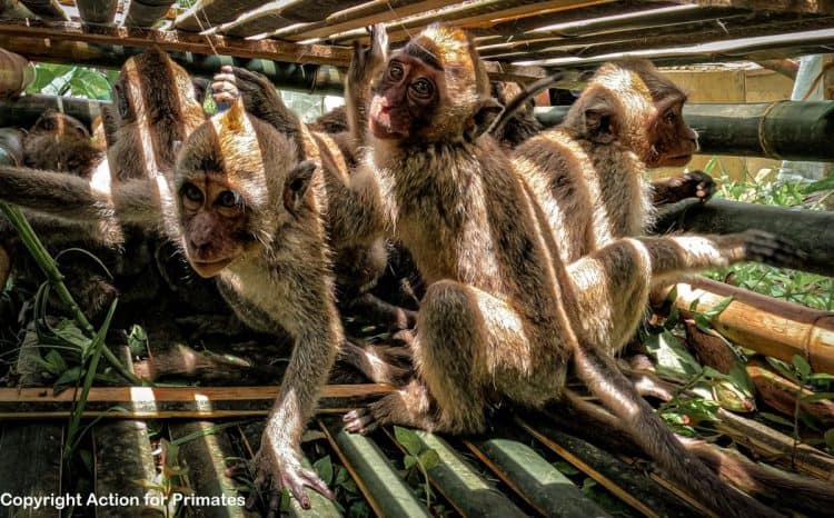 Action for Primates has released disturbing footage of Indonesian trappers beating wild monkeys
