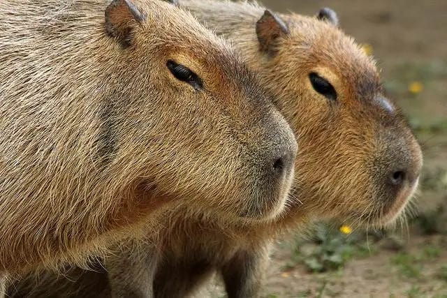 Watch cliff-diving, jaguar-evading capybaras in action