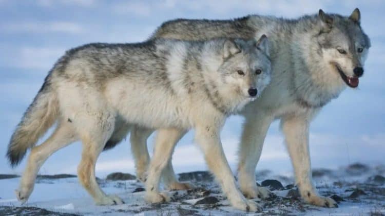 POLL: Should the use of strychnine for killing wolves be banned?