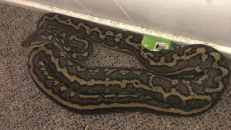 Photo of the 6-foot carpet python after it had been crawling all over the sleeping teenager. HERVEY BAY SNAKE CATCHERS