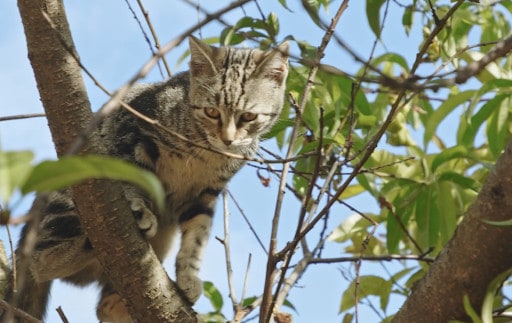 What Cat Breeds Can Survive in the Wild?