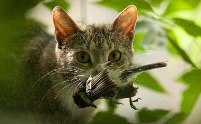 POLL: Should we prevent our cats from killing birds?