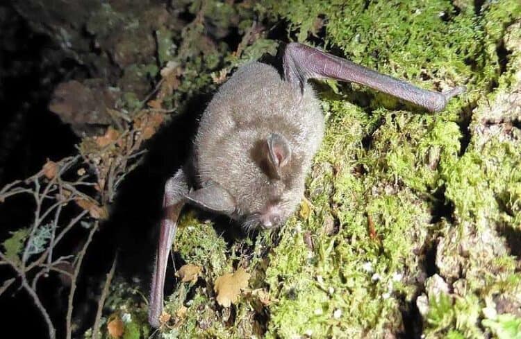 Short-tailed bat. Credit: Colin O'Donnell/Wikimedia Commons, CC BY 4.0