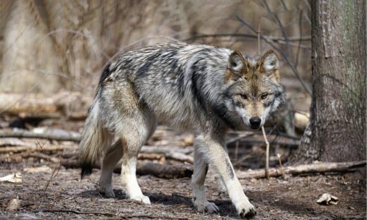 Cattlemen Tell EnviroNews Ranchers Want Mexican Wolves Killed, Despite Being Paid for Livestock Losses