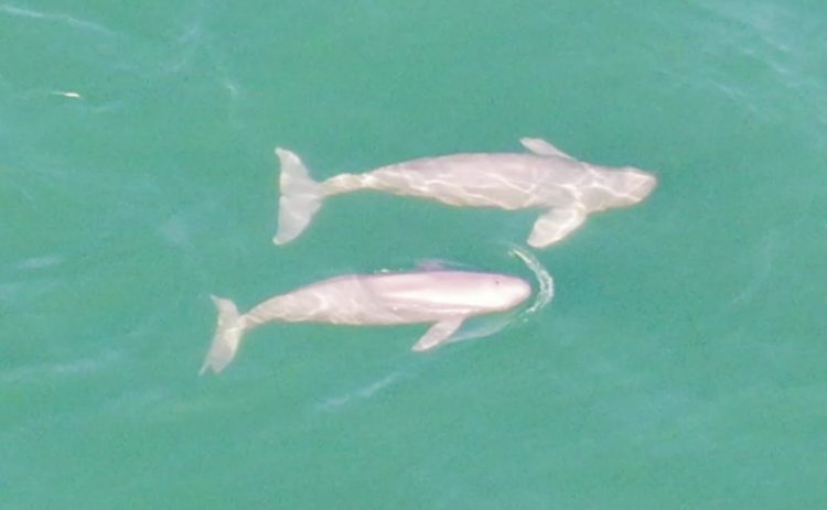 Caught on camera: Rare finless porpoises sighted in Hong Kong waters