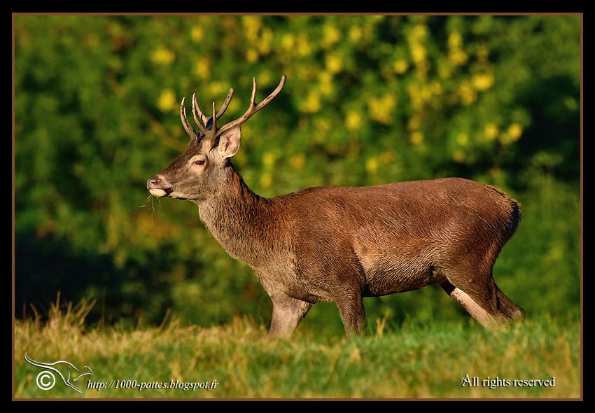 Red Deer Getting Ready for the Rut