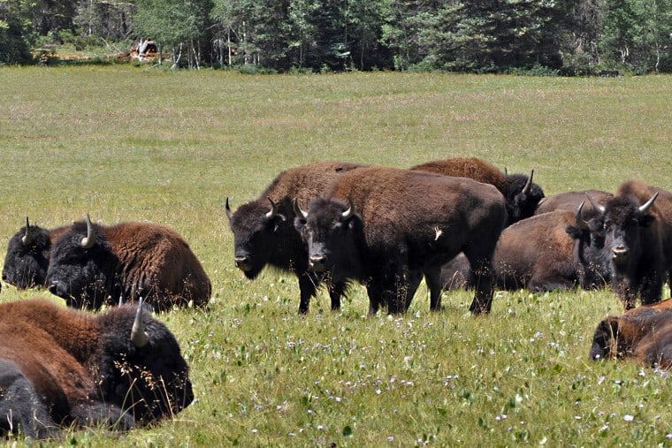 Chance to shoot bison at Grand Canyon draws 45,000 applicants