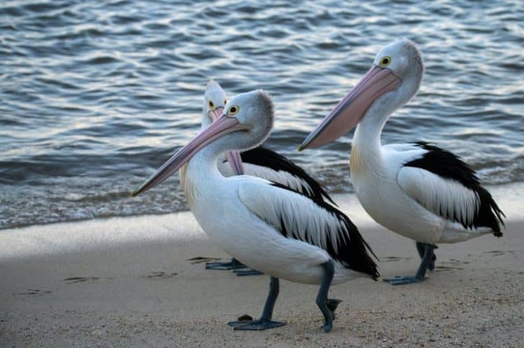 Charlotte County Birds Falling Ill from Dangerous Red Tide Toxins