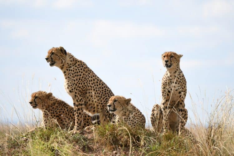 A stock photo shows a collation of male cheetah. Male cheetah's usually stick to smaller groups or pairs. Surbs279/Getty images.