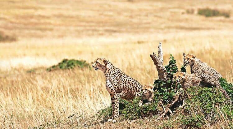 70 yrs after extinction in India, 1st batch of cheetahs set to arrive from Africa in August