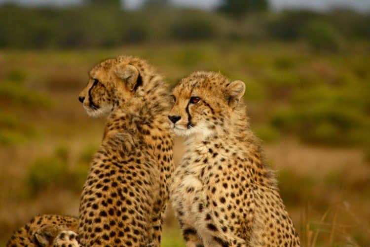 Cheetahs by StockSnap via Pixabay.