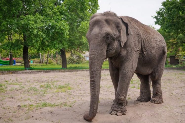 Cher Urges Edmonton Zoo to Free Elephant Living in Captivity for 40 Years