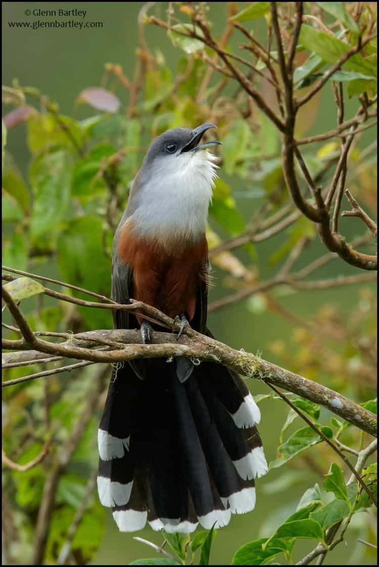 Chestnut-bellied Cuckoo (Coccyzus pluvialis)
