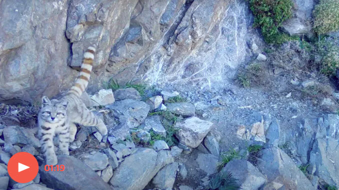Most endangered cat in Americas found living on outskirts of Chilean capital