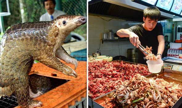 China outrage: How pangolins are ‘force-fed rice to increase price’ on black market