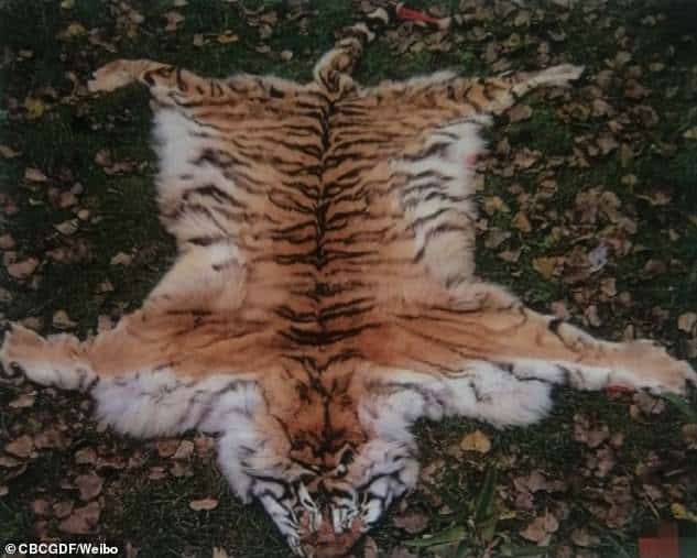 Chinese wild animal shelter 'secretly sells the fur of endangered tigers for £79K per piece, uses their bones to make a sex tonic and serves their meat as a delicacy to officials'