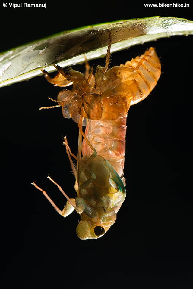 Cicada Emerging from Its Nymph Shell