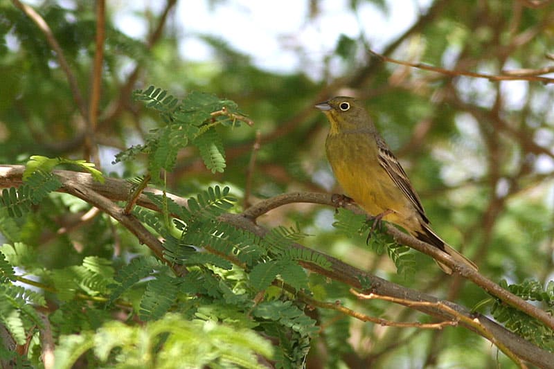 Cinereous Bunting Emberiza cineracea