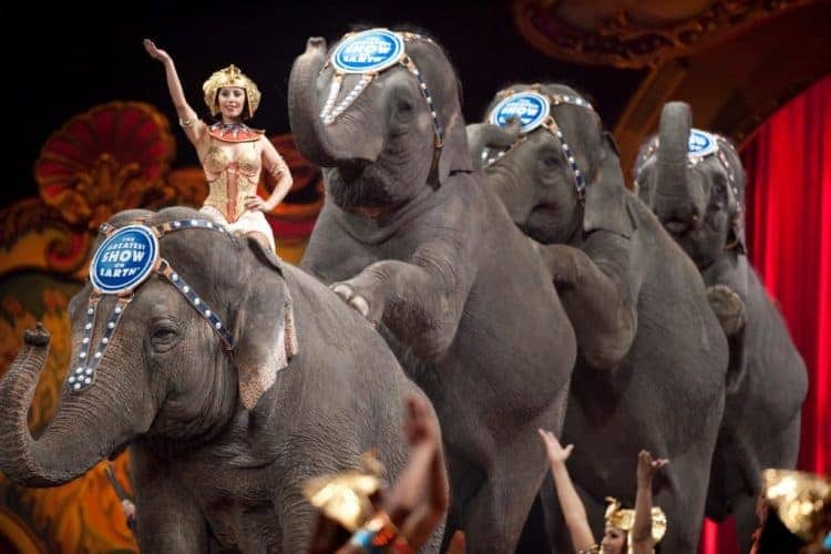 POLL: Should the use of wild animals in circuses be banned? | Focusing on  Wildlife