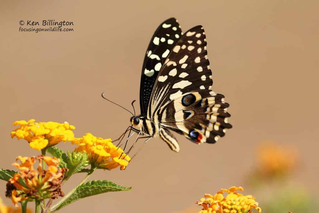 Citrus Swallowtail Papilio Demodocus