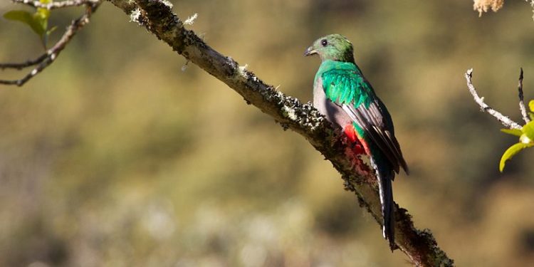 Climate Change May Kill Off 900 Bird Species By 2100