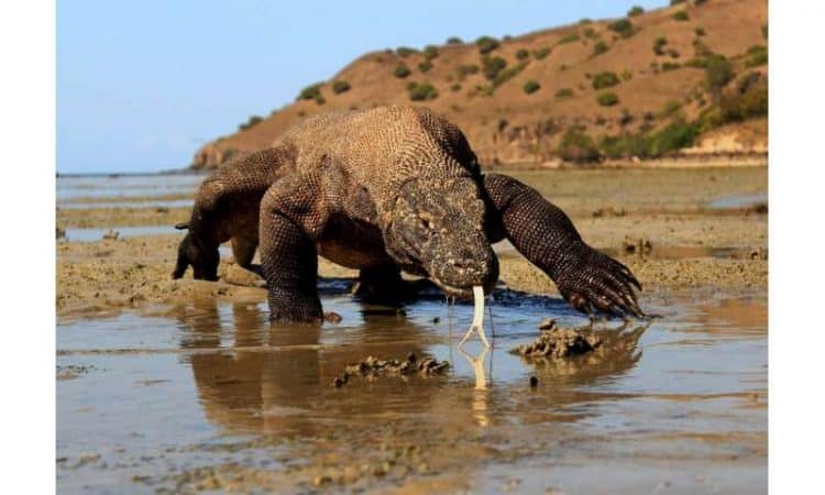 Climate change threatens Komodo dragons