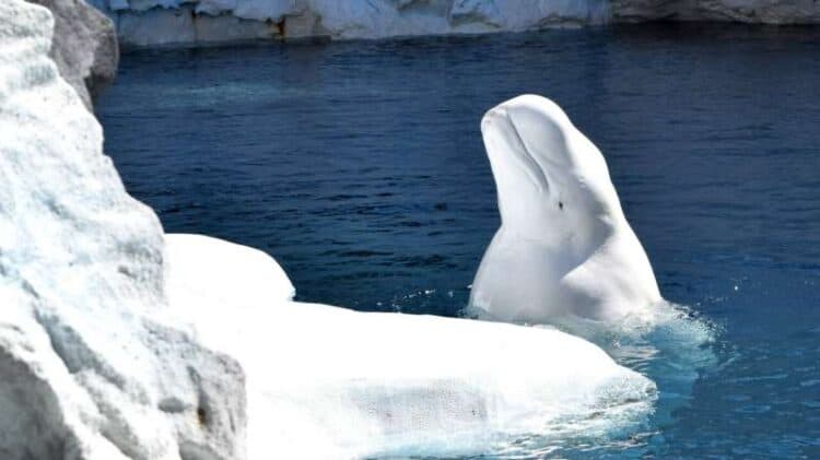 Beluga whales, like narwhals and bowheads, live in the Arctic year-round. Credit: © Jakob Rippe, Shutterstock