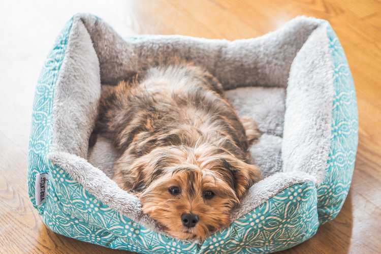 <a href="https://www.freepik.com/free-photo/closeup-shot-cute-adorable-sad-looking-domestic-shih-poo-type-dog-indoors_12045489.htm#query=Dog%20Beds&position=6&from_view=search&track=ais&uuid=df87f1df-d2be-43f4-bedf-e46b13aa3caf">Image by wirestock</a> on Freepik