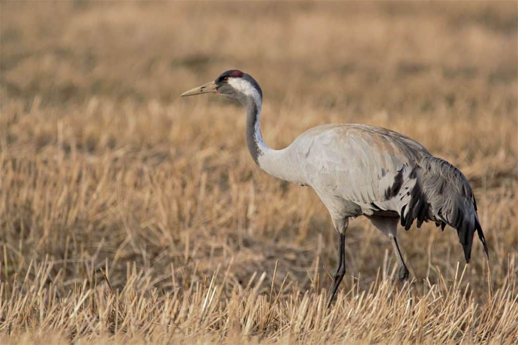 Common Crane