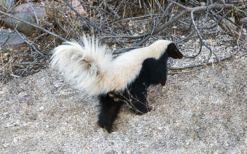 Hog-nosed Skunk