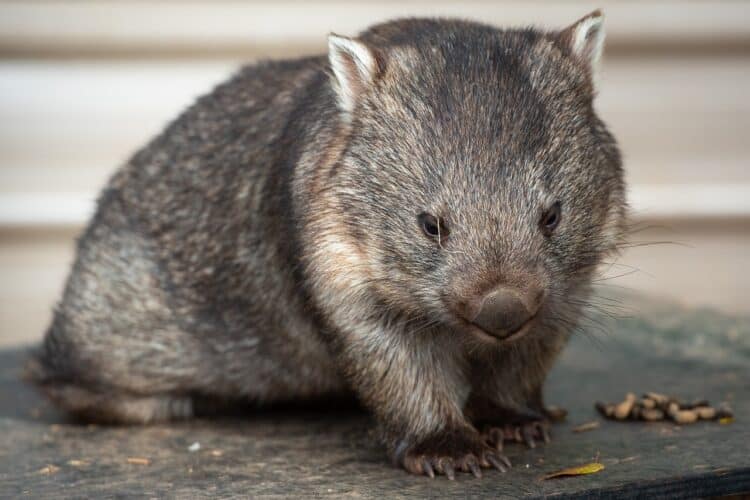 Wombats the Size of Cars? Be Glad You Didn’t Live Back Then!