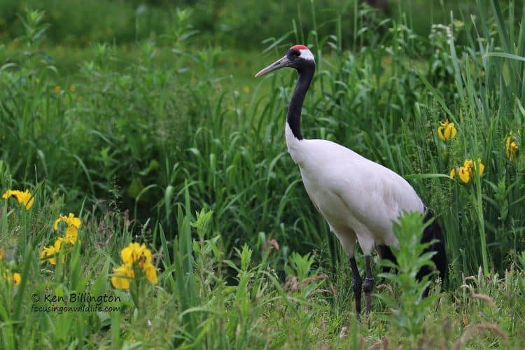 Common Crane