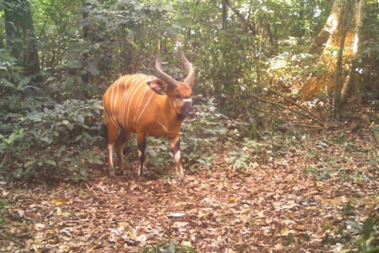 Congo’s bongos are in danger, and curbs on trophy hunting could save them