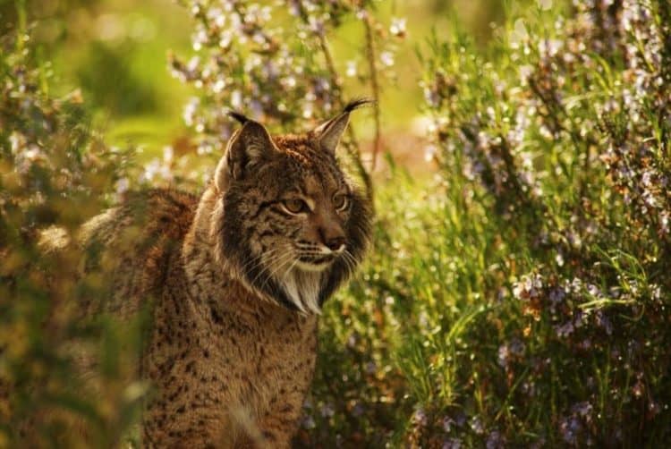 Conservation actions see Iberian lynx claw back from brink of extinction