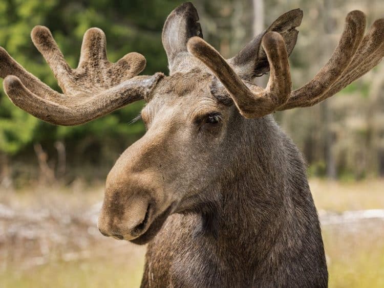 Conservation officers bust four hunters accused of illegal moose hunting