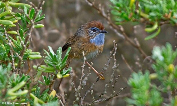 Conservationists say rocket launch site could push endangered southern emu-wren to extinction