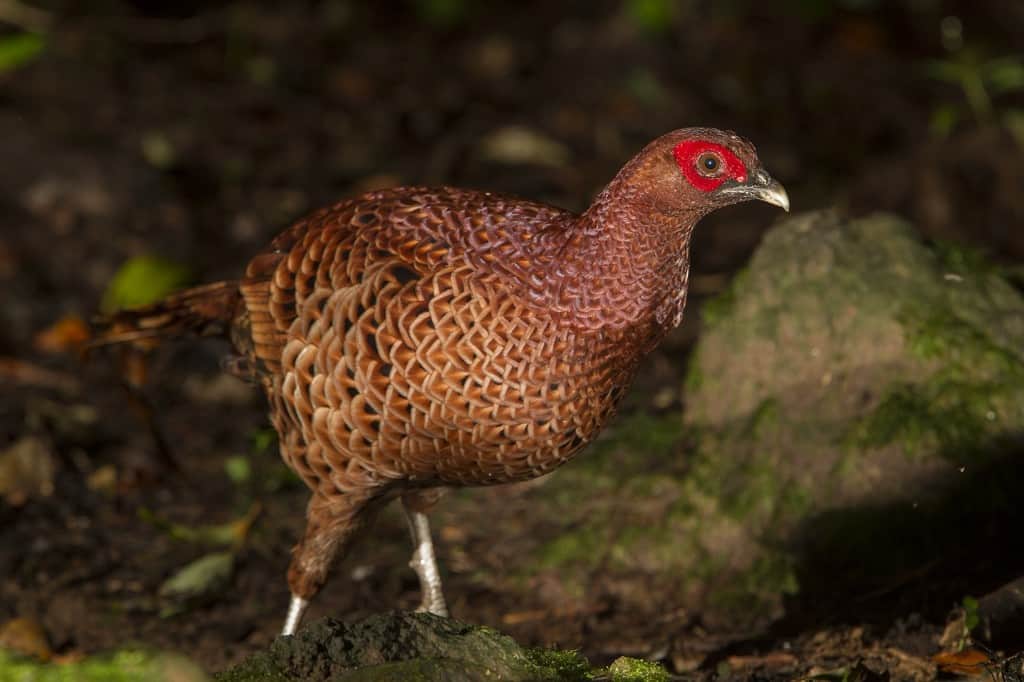 Copper Pheasant Syrmaticus soemmerringii