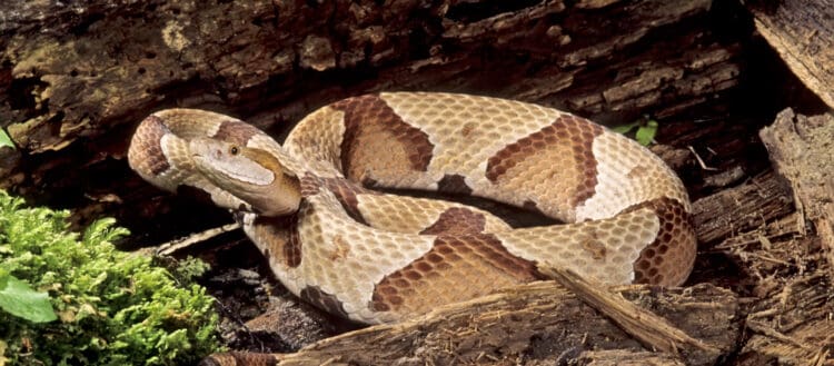 Stock photo of a copperhead snake. Copperheads like forested habitats and rocky landscapes with logs and leaf litter to hide under. JOHNPITCHER/GETTY.