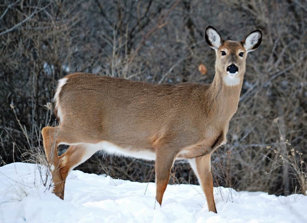 White Tailed Deer on Snow