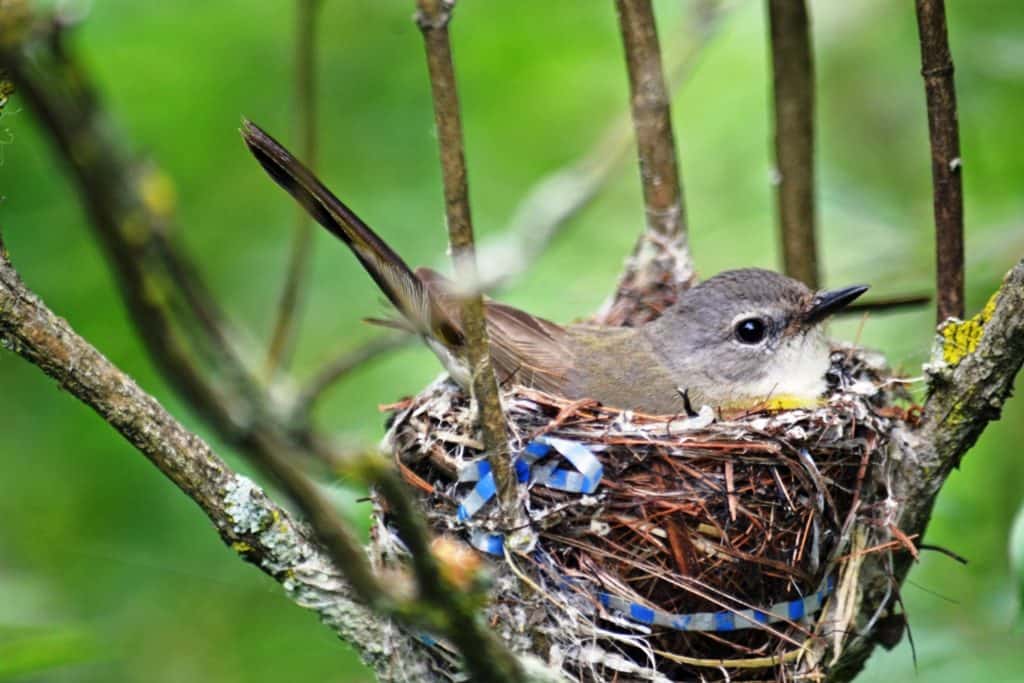 Bird in Its Nest