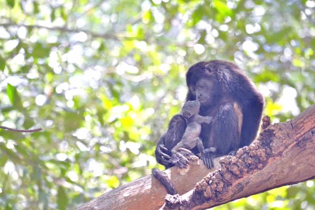 Howler Monkey and Young