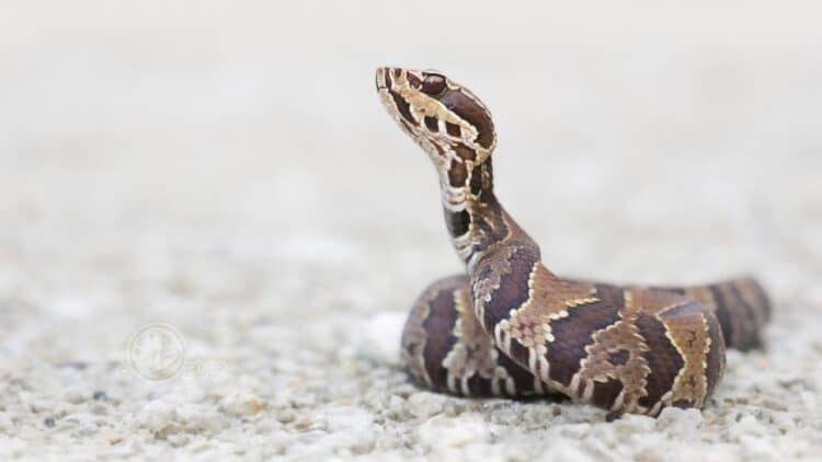 Shock as Louisiana Man Finds Deadly Snake Curled Inside His Shoe