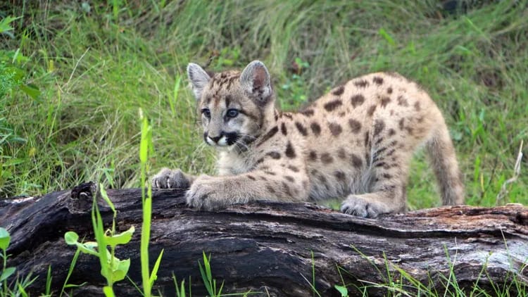 Cougar kittens killed, dismembered by poachers on Vancouver Island: conservation service
