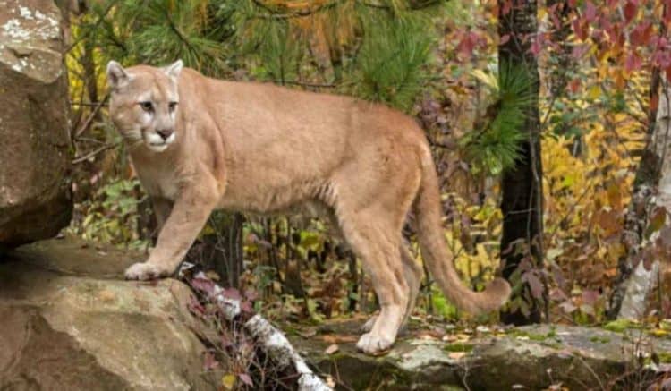 Cougar that killed two pets in north Vancouver Island village euthanized