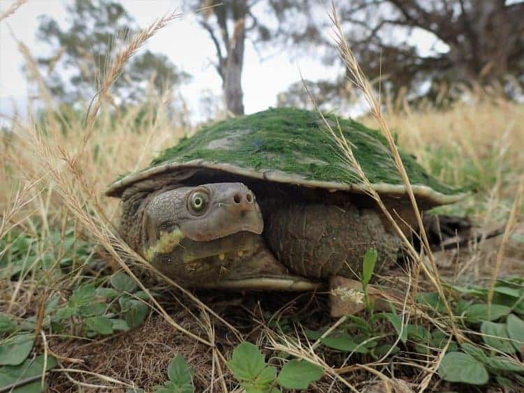 Could a million freshwater turtles help clean up some of Australia’s polluted rivers? A team of scientists believes, they could!