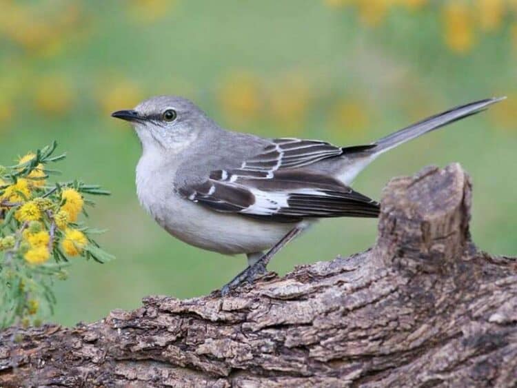 Lead contamination gets into the blood and feathers of mockingbirds and correlates with less effective nesting. Credit: Shutterstock