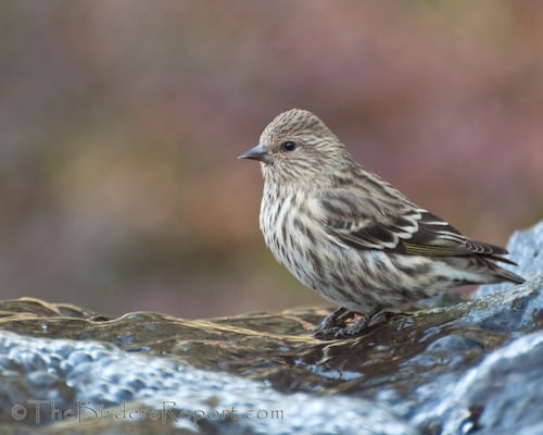 Could This Be Another Pine Siskin Irruption?