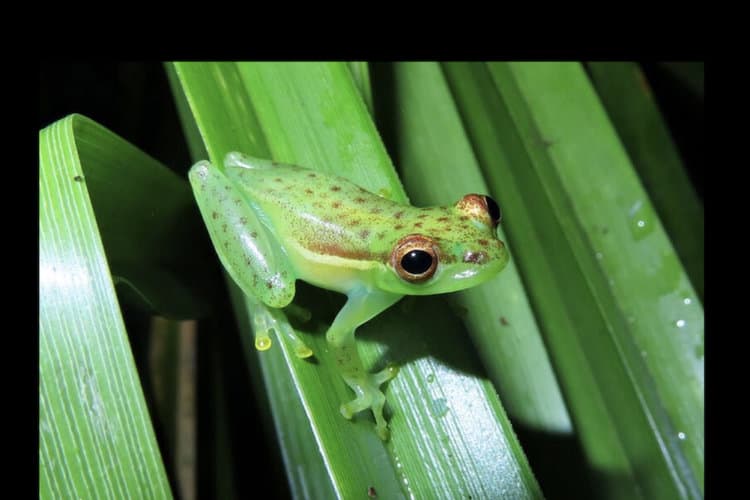 Tiny new tree frog species found in rewilded Costa Rican nature reserve