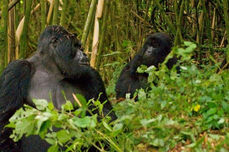 COVID could wreak havoc on gorillas, but they social distance better than we do